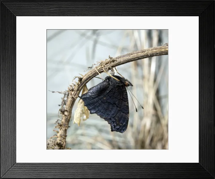Framed Print : Inachis io, peacock butterfly, emerging from its pupa Framed Print : Inachis io, peacock butterfly, emerging from its pupa