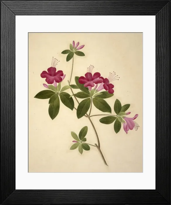 Framed Print : Flower Illustration from the Reeves Collection Framed Print : Flower Illustration from the Reeves Collection
