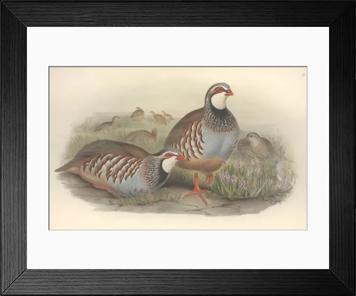 Framed Print : Alectoris rufa, red-legged partridge Framed Print : Alectoris rufa, red-legged partridge