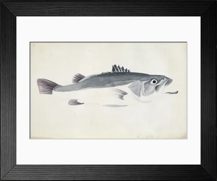 Framed Print : Polyprion oxygenios, hapuku Framed Print : Polyprion oxygenios, hapuku