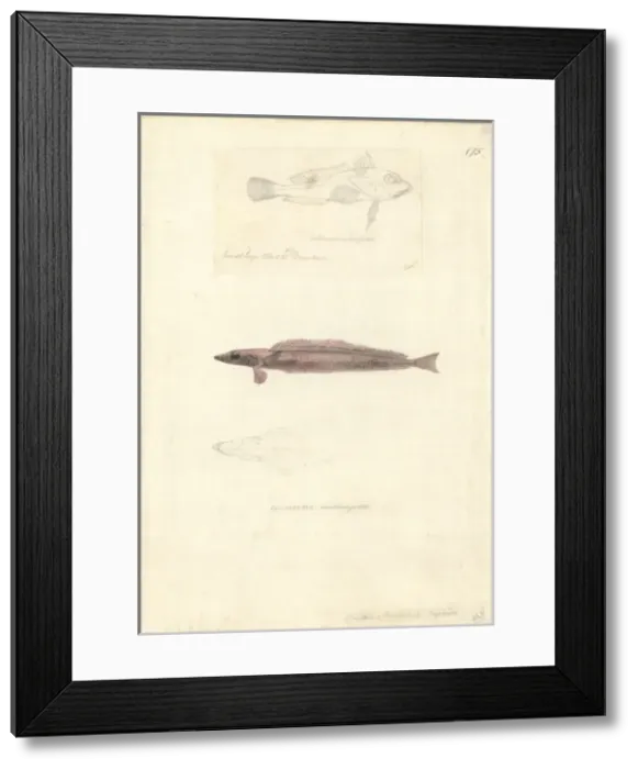 Framed Print : Hemerocoetes monopterygius, opalfish Framed Print : Hemerocoetes monopterygius, opalfish