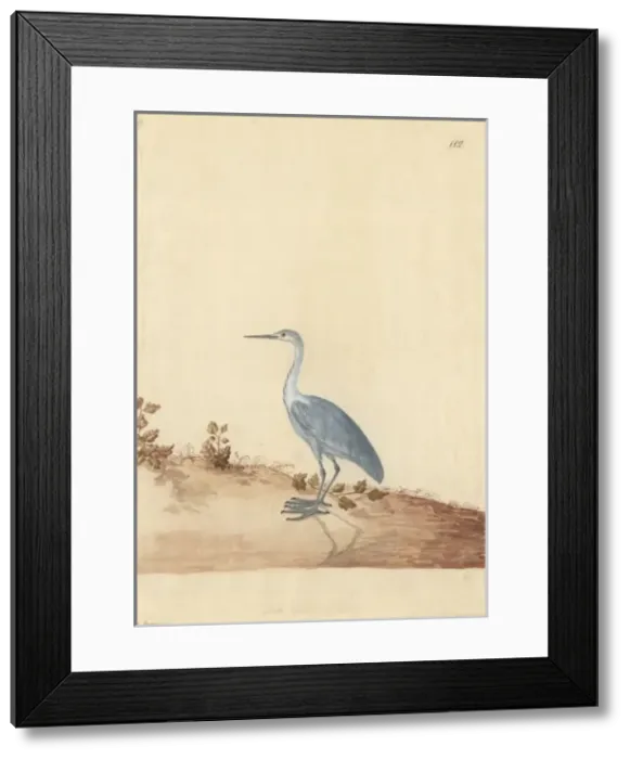 Framed Print : Ardea sp. Heron Framed Print : Ardea sp. Heron