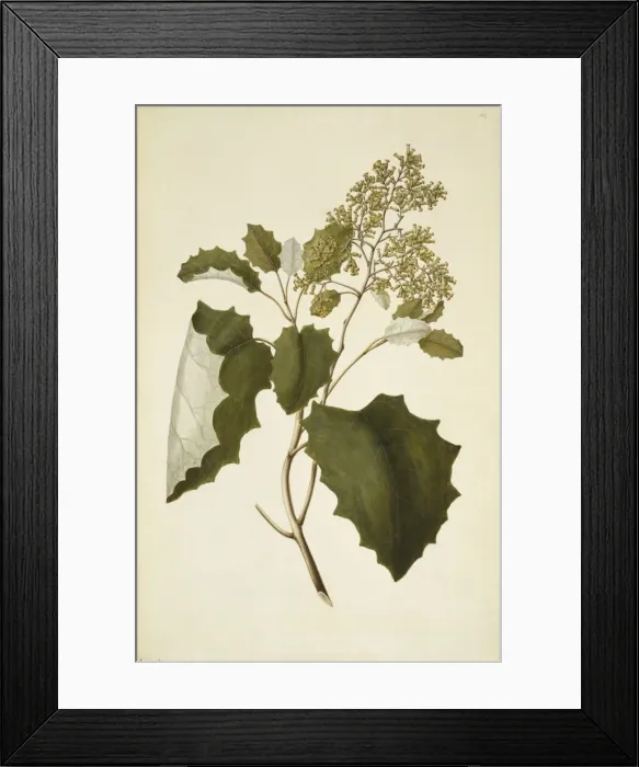 Framed Print : Brachyglottis repanda, bushmans toilet paper Framed Print : Brachyglottis repanda, bushmans toilet paper