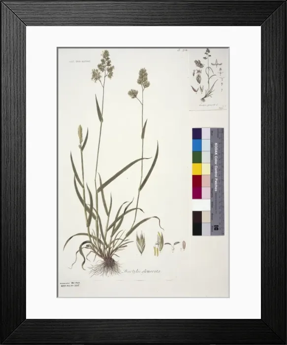 Framed Print : Dactylis glomerata, cocksfoot Framed Print : Dactylis glomerata, cocksfoot