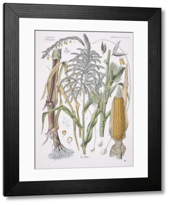 Framed Print : Zea mays, maize Framed Print : Zea mays, maize