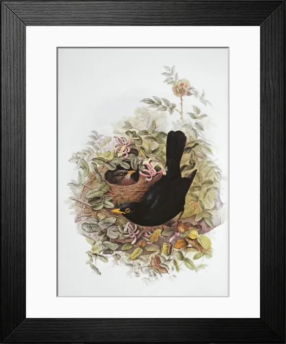 Framed Print : Turdus merula, Eurasian blackbird