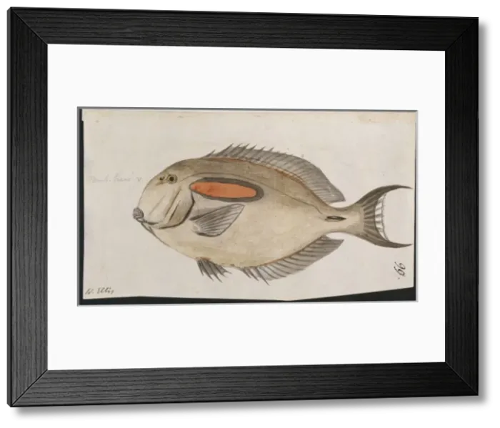 Framed Print : Plate 99 by William Ellis Framed Print : Plate 99 by William Ellis