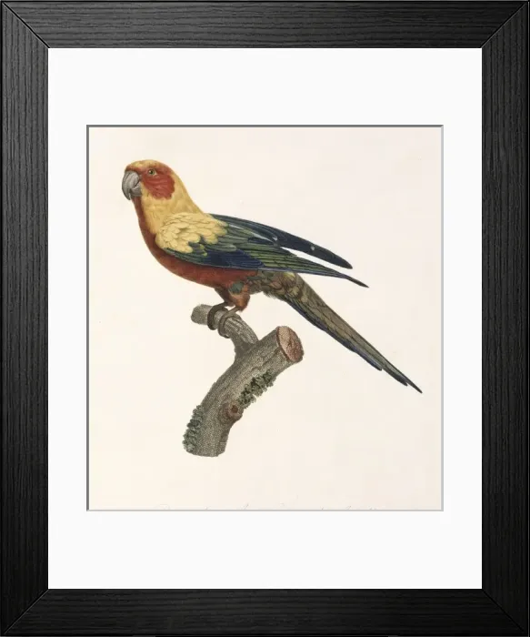 Framed Print : Aratinga solstitialis, sun parakeet Framed Print : Aratinga solstitialis, sun parakeet