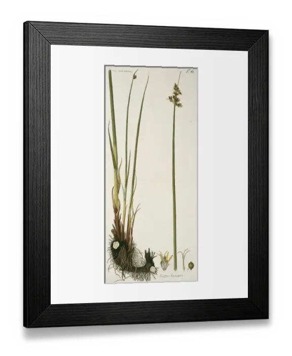 Framed Print : Scirpus lacustris, true bulrush Framed Print : Scirpus lacustris, true bulrush