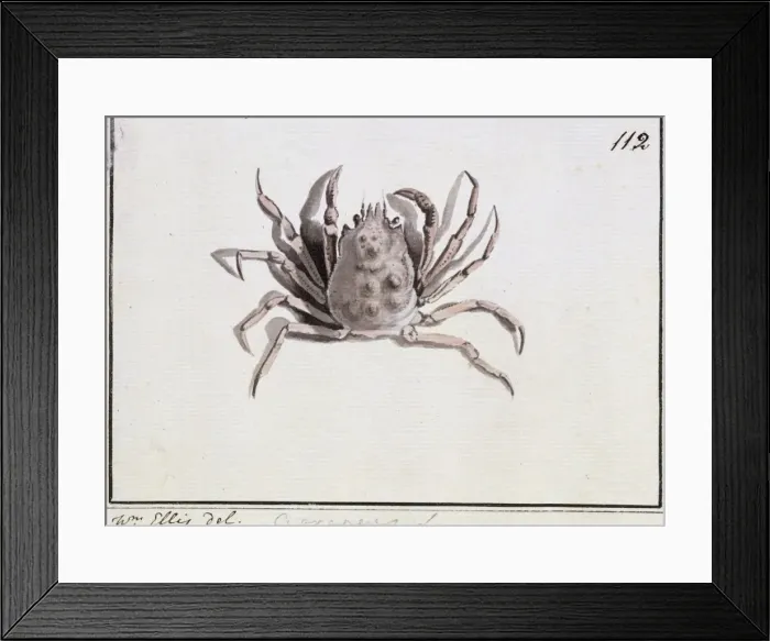 Framed Print : Hyas araneus, great spider crab