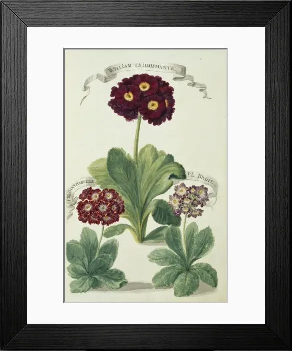 Framed Print : William Triumphante, P L Bruit and Piq Sans Pareille Framed Print : William Triumphante, P L Bruit and Piq Sans Pareille