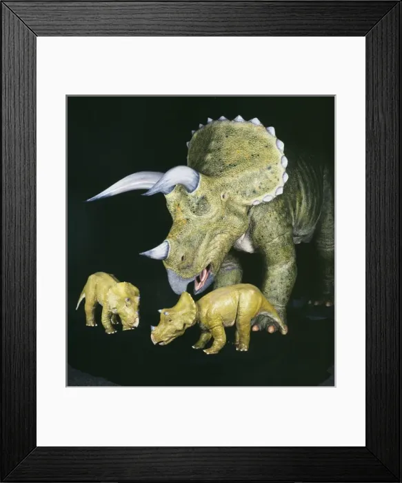Framed Print : Triceratops Framed Print : Triceratops