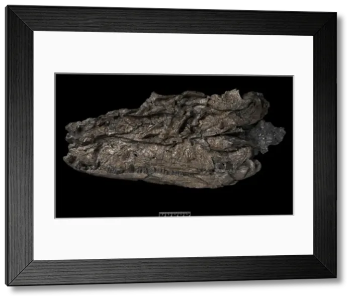 Framed Print : Crassigyrinus Framed Print : Crassigyrinus
