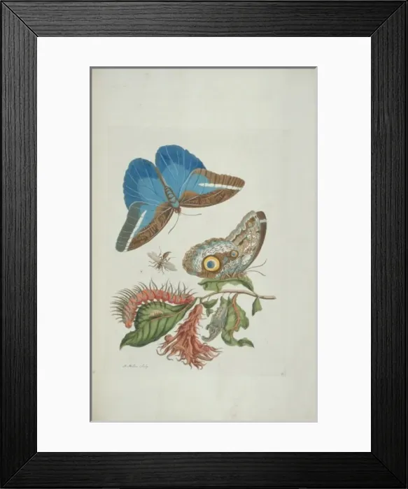 Framed Print : Surinaamsche Insecten, Insects of Surinam Framed Print : Surinaamsche Insecten, Insects of Surinam