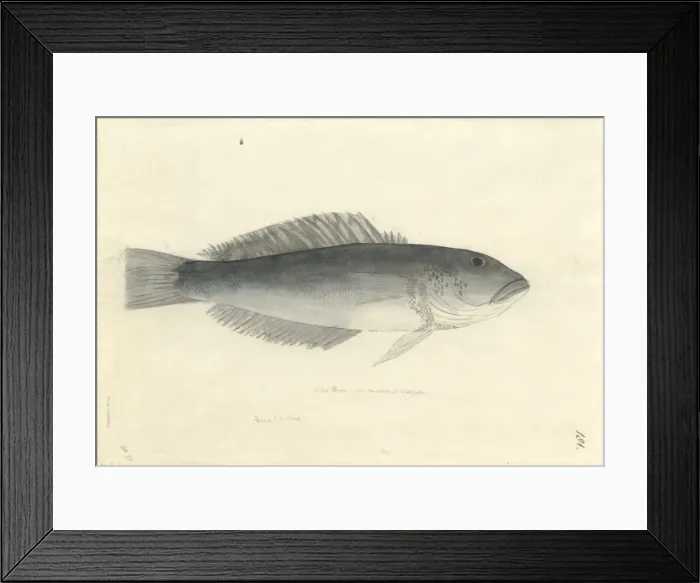 Framed Print : Parapercis colias, blue cod Framed Print : Parapercis colias, blue cod