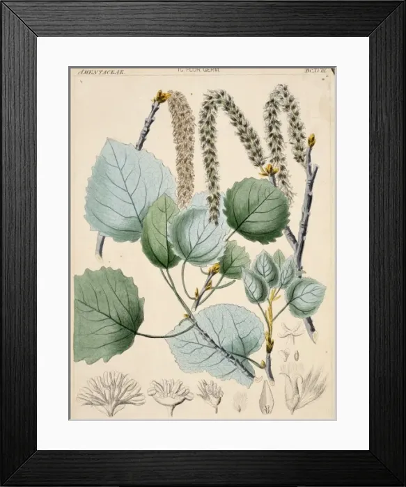 Framed Print : Populus tremula, aspen Framed Print : Populus tremula, aspen