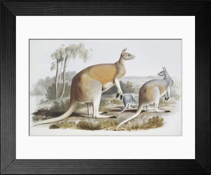 Framed Print : Macropus laniger, great red kangaroo Framed Print : Macropus laniger, great red kangaroo