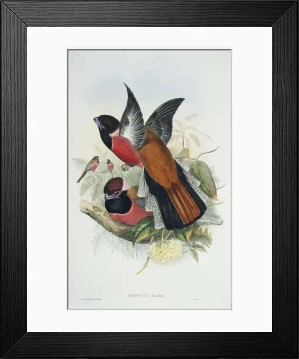 Framed Print : Harpactes diardi, Diards trogon Framed Print : Harpactes diardi, Diards trogon