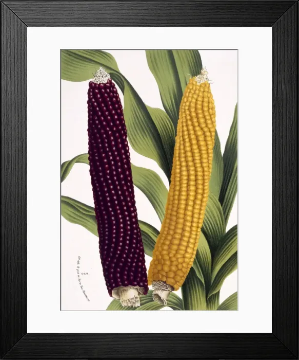 Framed Print : Zea mais, maize Framed Print : Zea mais, maize