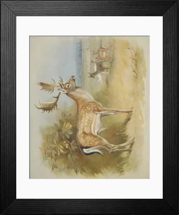 Framed Print : Dama dama, fallow deer Framed Print : Dama dama, fallow deer