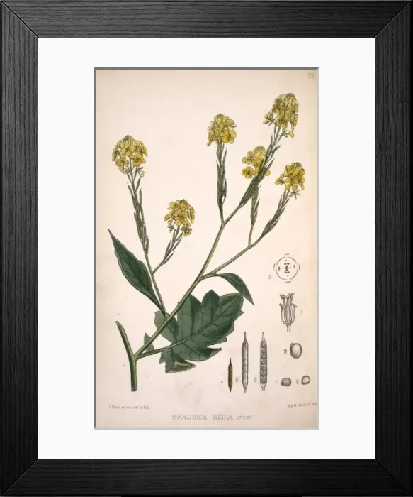 Framed Print : Brassica nigra, black mustard Framed Print : Brassica nigra, black mustard