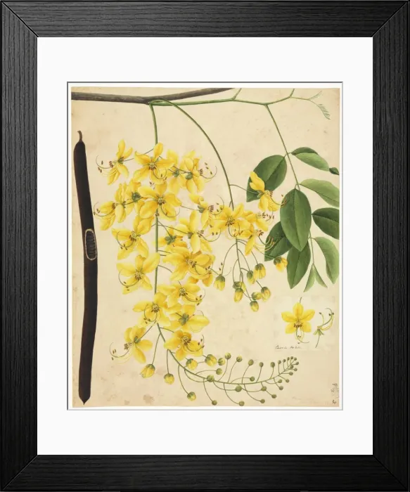 Framed Print : Flower Illustration from the Reeves Collection Framed Print : Flower Illustration from the Reeves Collection