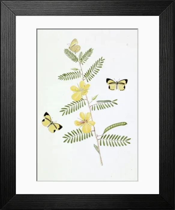 Framed Print : Papilio, black streaked little yellow butterfly Framed Print : Papilio, black streaked little yellow butterfly
