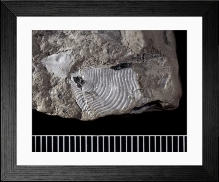 Framed Print : Cleodora sp. holoplanktonic mollusc Framed Print : Cleodora sp. holoplanktonic mollusc
