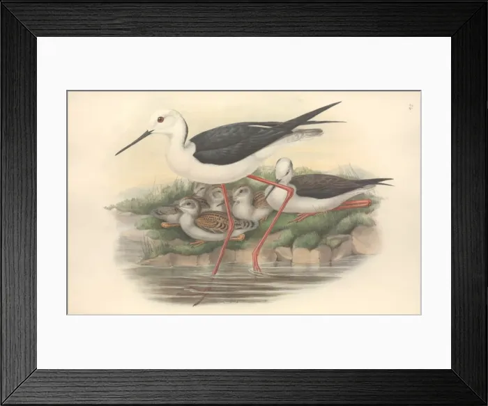 Framed Print : Himantopus himantopus, black-winged stilt Framed Print : Himantopus himantopus, black-winged stilt