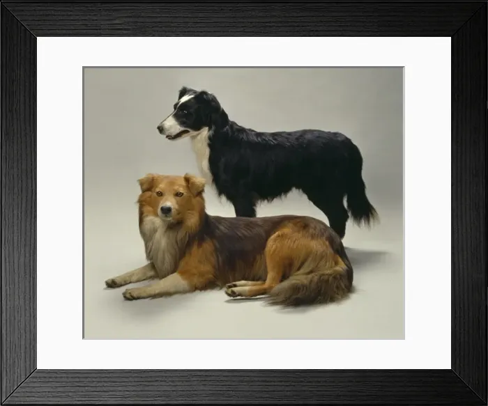 Framed Print : Canis lupus familiaris, dog Framed Print : Canis lupus familiaris, dog