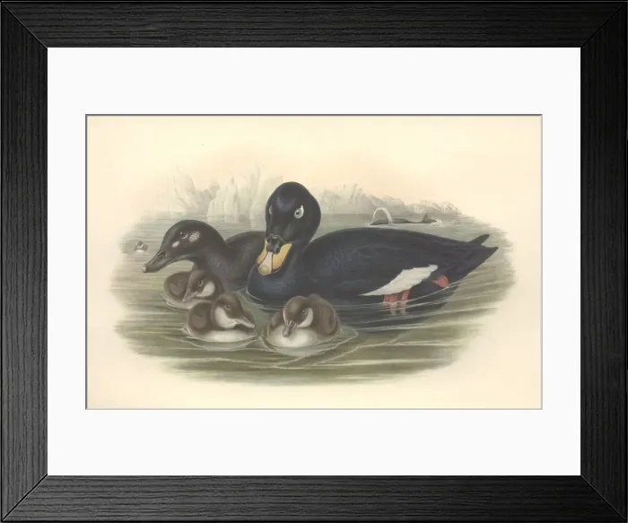Framed Print : Melanitta fusca, white-winged scoter Framed Print : Melanitta fusca, white-winged scoter