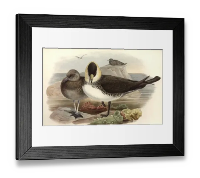 Framed Print : Stercorarius pomarinus, Pomarine skua Framed Print : Stercorarius pomarinus, Pomarine skua