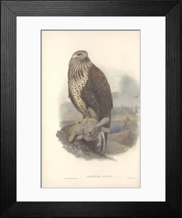 Framed Print : Buteo lagopus, rough-legged buzzard Framed Print : Buteo lagopus, rough-legged buzzard