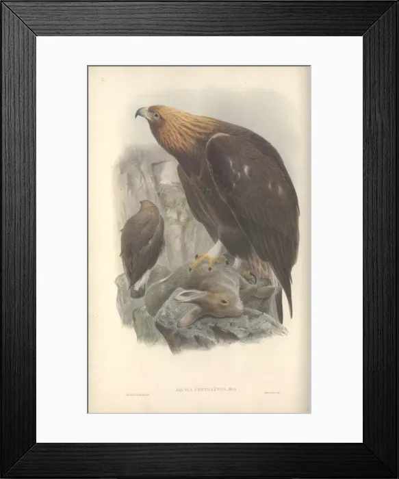 Framed Print : Aquila chrysaetos, golden eagle Framed Print : Aquila chrysaetos, golden eagle