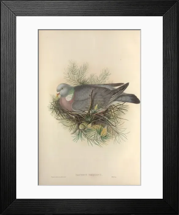 Framed Print : Columba palumbus, woodpigeon Framed Print : Columba palumbus, woodpigeon