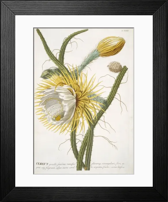 Framed Print : Cereus sp. cactus Framed Print : Cereus sp. cactus