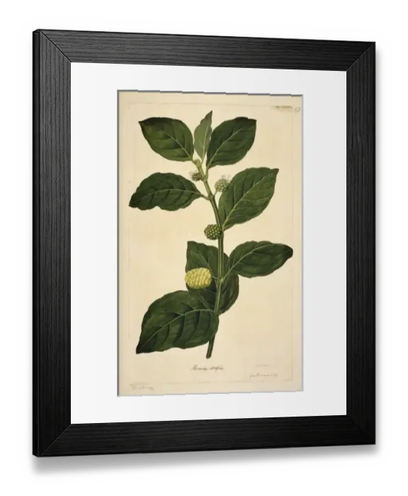 Framed Print : Morinda citrifolia, Indian mulberry Framed Print : Morinda citrifolia, Indian mulberry