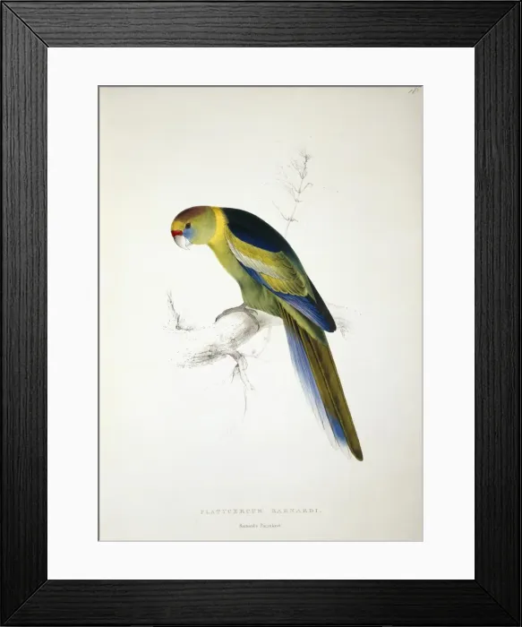 Framed Print : Barnardius zonarius barnardi, Australian ringneck Framed Print : Barnardius zonarius barnardi, Australian ringneck
