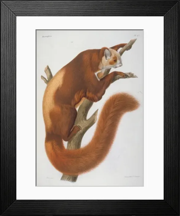 Framed Print : Pteromys alborufus, flying squirrel Framed Print : Pteromys alborufus, flying squirrel