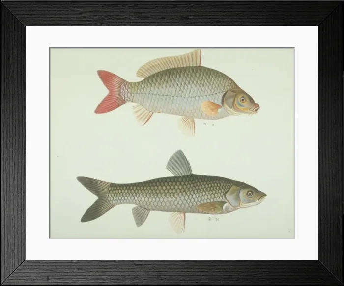Framed Print : LS Plate 167 from the John Reeves Collection Framed Print : LS Plate 167 from the John Reeves Collection