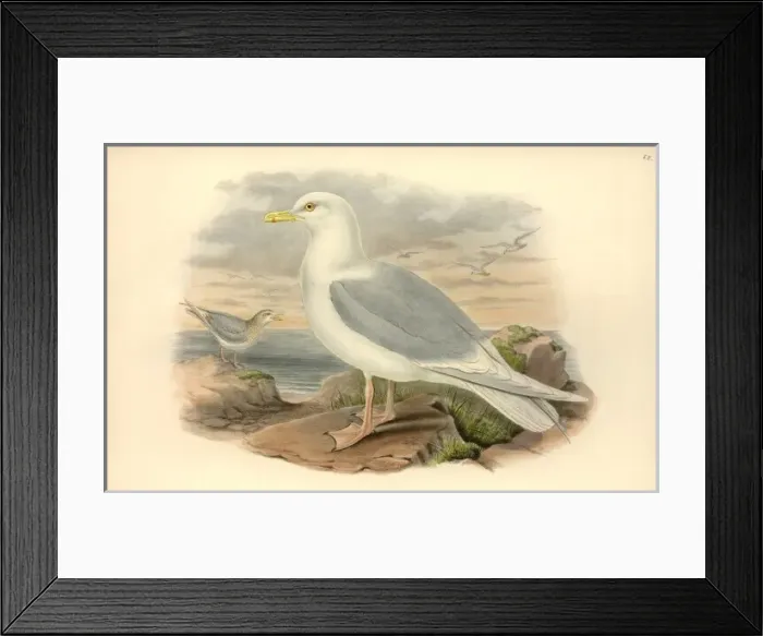 Framed Print : Larus glaucoides, Iceland gull Framed Print : Larus glaucoides, Iceland gull