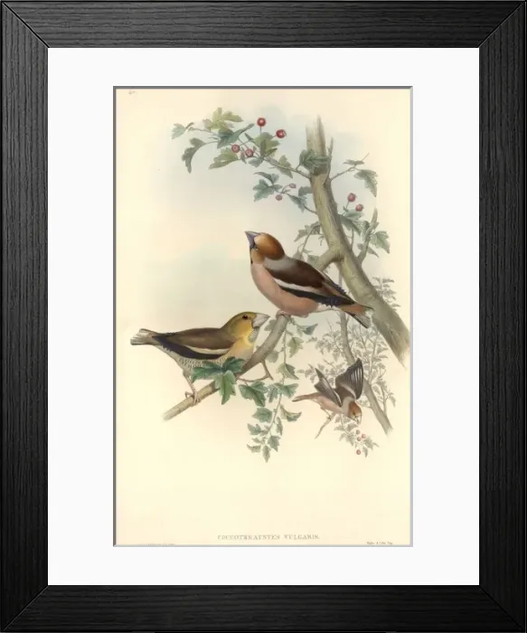Framed Print : Coccothraustes coccothraustes, hawfinch Framed Print : Coccothraustes coccothraustes, hawfinch