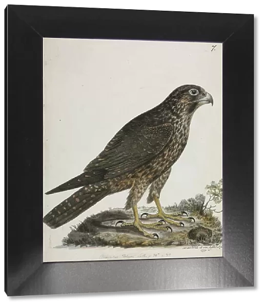 Falco peregrinus, peregrine falcon