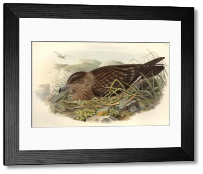 Framed Print : Stercorarius skua, great skua Framed Print : Stercorarius skua, great skua