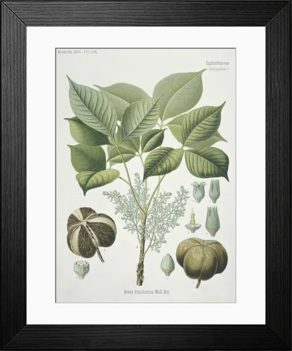 Framed Print : Hevea brasilensis, rubber tree Framed Print : Hevea brasilensis, rubber tree