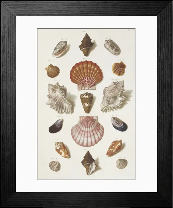 Framed Print : Collection of shells Framed Print : Collection of shells