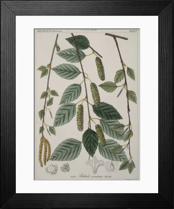 Framed Print : Betula verrucosa, silver birch Framed Print : Betula verrucosa, silver birch