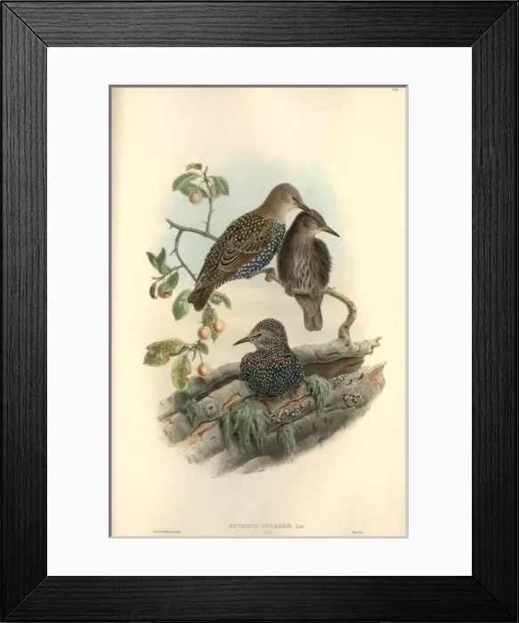 Framed Print : Sturnus vulgaris, European starling Framed Print : Sturnus vulgaris, European starling