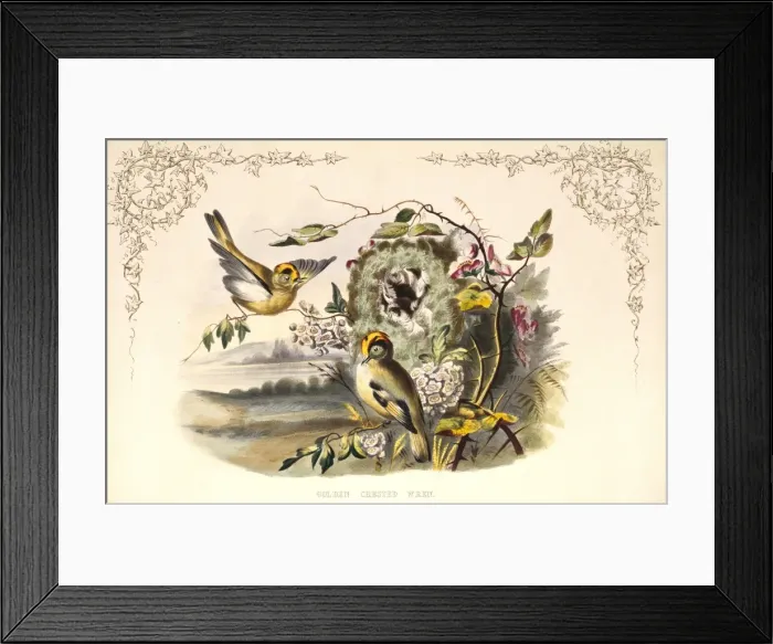 Framed Print : Regulus regulus, goldcrest Framed Print : Regulus regulus, goldcrest