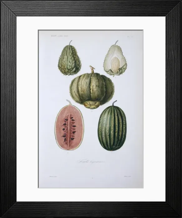 Framed Print : (1, 2) chayote (3) cantaloupe melon (4, 5) watermelon Framed Print : (1, 2) chayote (3) cantaloupe melon (4, 5) watermelon